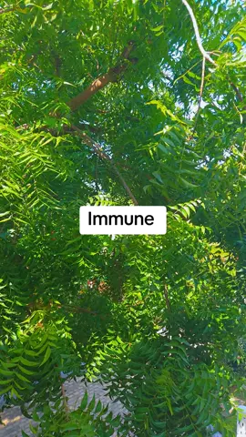 Immune Booster #healthyliving #immune 