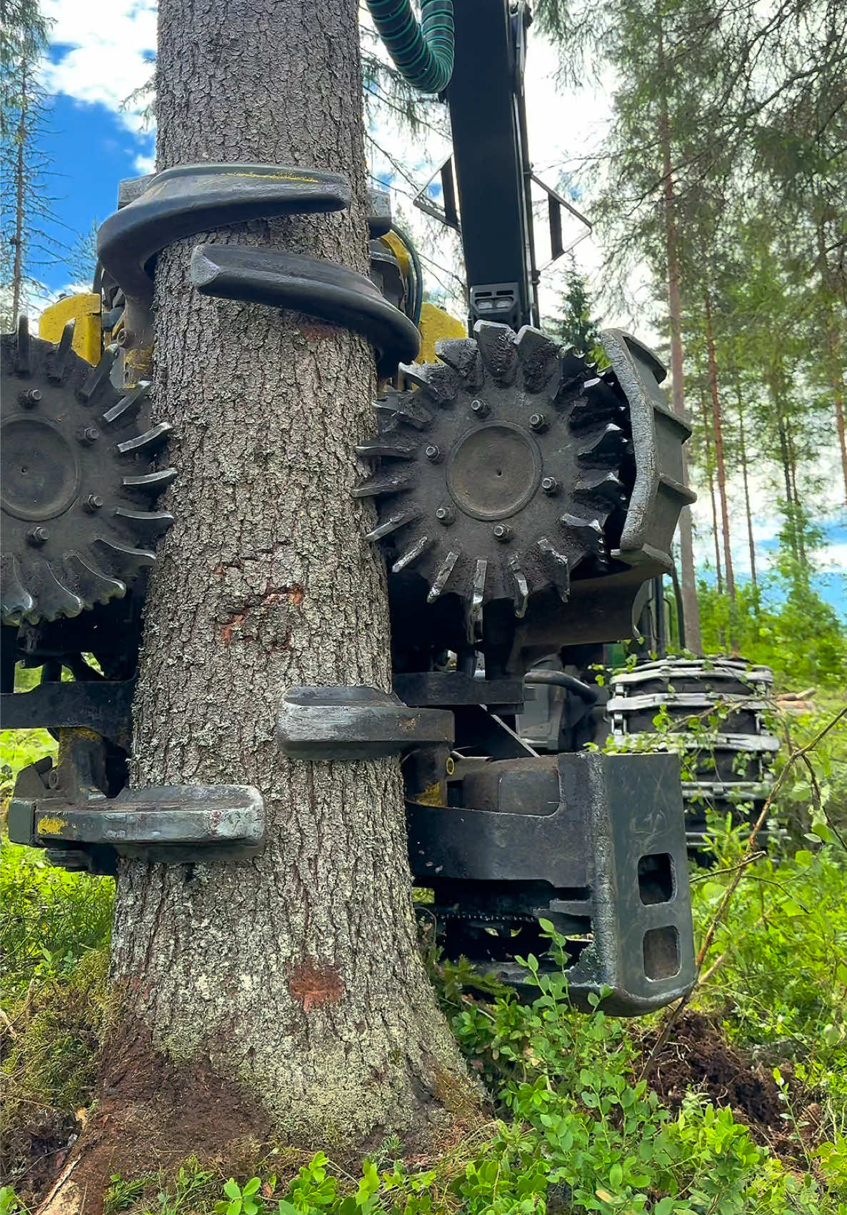 A perfect spruce felling in the summer forest. 🌲🎧 John Deere 1270G #forestry #logging #asmr #harvester #satisfyingvideo 