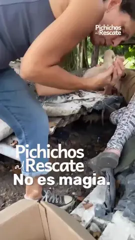 En Pichichos al Rescate creemos en construir en equipo y apoyándonos en pilares claros para generar un impacto real y estructural en la vida de los animales. Somos puente entre comunidad, empresas y Estado. Buscamos impulsar un cambio de paradigma: pasar de “que otro se ocupe” a entender que todos podemos ser parte. Estamos acá para organizar esa voluntad de ayudar y transformarla en acción concreta y sostenida por el bienestar animal. SÉ PARTE.