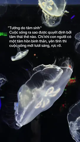 Mùa hè này đến ngắm sứa ở tour khám phá thuỷ cung Phú Quốc nhen #GreenCreator #dulich #83xz4gl #vinwondersphuquoc  #tourkhamphathuycungphuquoc  