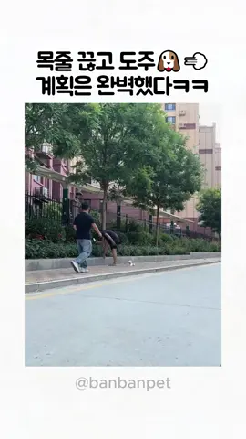 생각보다 귀여움ㅋㅋ   #강아지 #웃긴강아지 #해적강아지 #강아지일상 #멍스타그램 