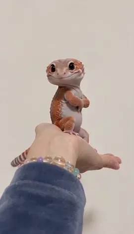 ⚠️バォ君のセクシーダンス惑わされないでね🙈💗🦎 Don’t let Bao’s sassy little dance fool you! 🙈💗🦎 #africanfattailedgecko #gecko #fyp #ai #ニシアフ 