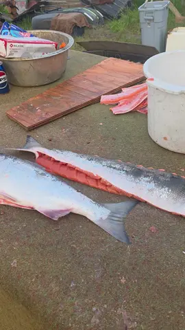 #fishing #fishrack #alaska #salmon #dryfish 