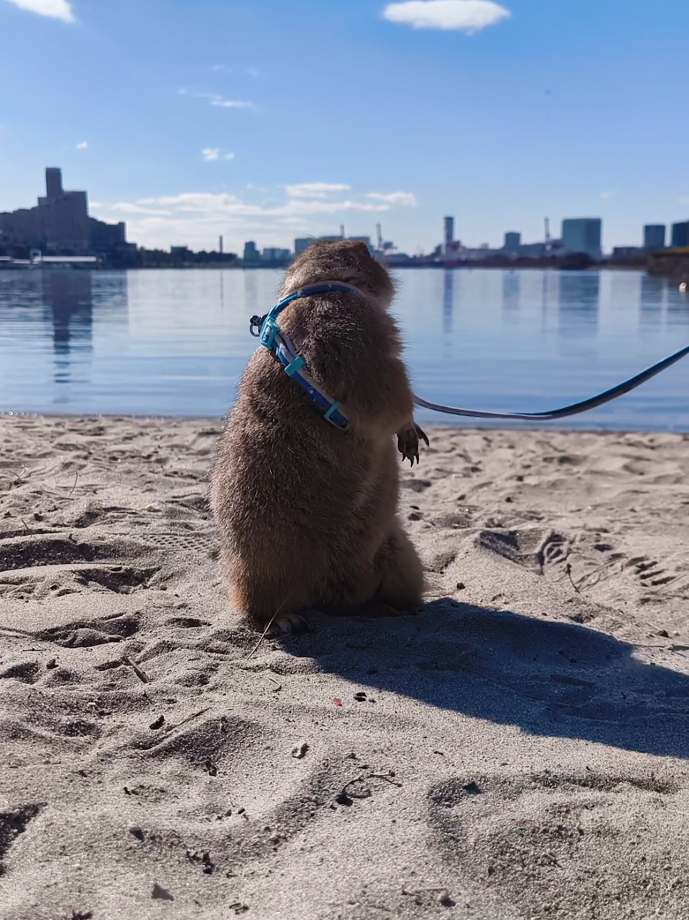 Chacha Discovers the Beauty of the Ocean #fyp #prairiedog #funnyanimals #unlikelyanimalfriends #adorableanimals 