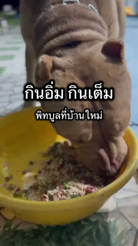อัพเดท:พิทบูลคอกวัว เพชรบุรี  ก่อนไปบ้านใหม่ น้องๆค่อนข้างผอม แต่ตอนนี้น้องๆดูมีน้ำหนักขึ้นแล้วแค่ไม่กี่วันเอง ตาที่อักเสบของน้องตัวผู้ ก็ดีขึ้นมา แม่อุ๊ใส่ใจ หยอดตาให้ทุกวัน ชื่นใจ❤️ #พิทบูล #pitbull #adoptionjourney #rescuedog 