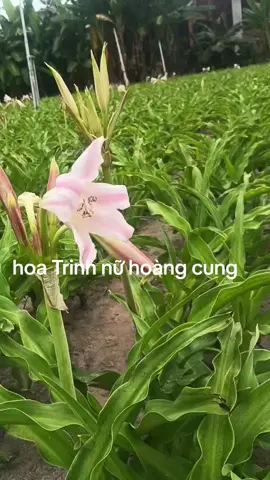 cây trinh nữ hoàng cung hỗ trợ tan u u nang và u xơ  hoa trinh nữ hoàng cung