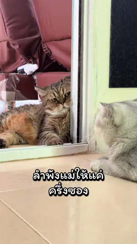 เวยเวยน้องสาวตัวดี้….#แมวน่ารัก #แมวอ้วน #พี่วอแวแมวอ้วน #แมวกวน 