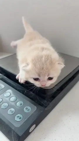 So cute #pet #cutecat #kucing #kitty 