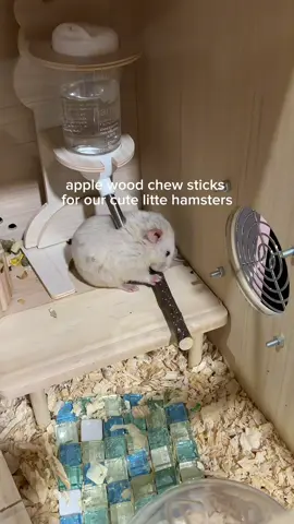 yan talaga gusto nila eh haha  #hamster #hamstercare #fyp 