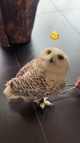 Suspicious of everything😆 (Hedwig🦉) #wohoocafephuket #owlcafephuket #bonplan #viral #phuketoldtown 