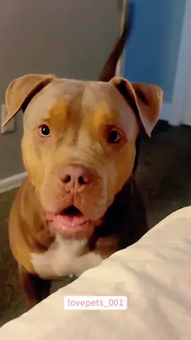 The last one.🤣🤣🤣#dog #dogs #dogsoftiktok #doglover #foryou #funny #funnyvideo #viral #fypシ #funnyanimals #usa🇺🇸 