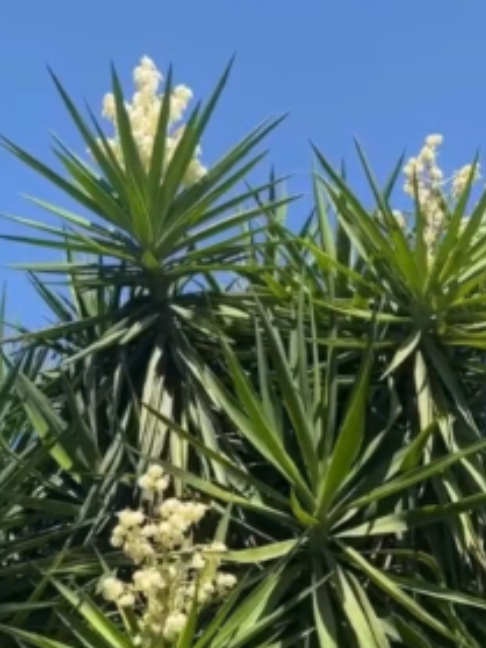 🌿 Yucca Elephantipes este una dintre cele mai populare plante exotice pentru interior și terase, datorită aspectului său impunător și întreținerii simple. Perfectă pentru un colț exotic, Yucca Elephantipes aduce stil și eleganță în orice spațiu. 🌿 #yuccaelephantipes #planteexotice #verdi #planteusoradeingrijit