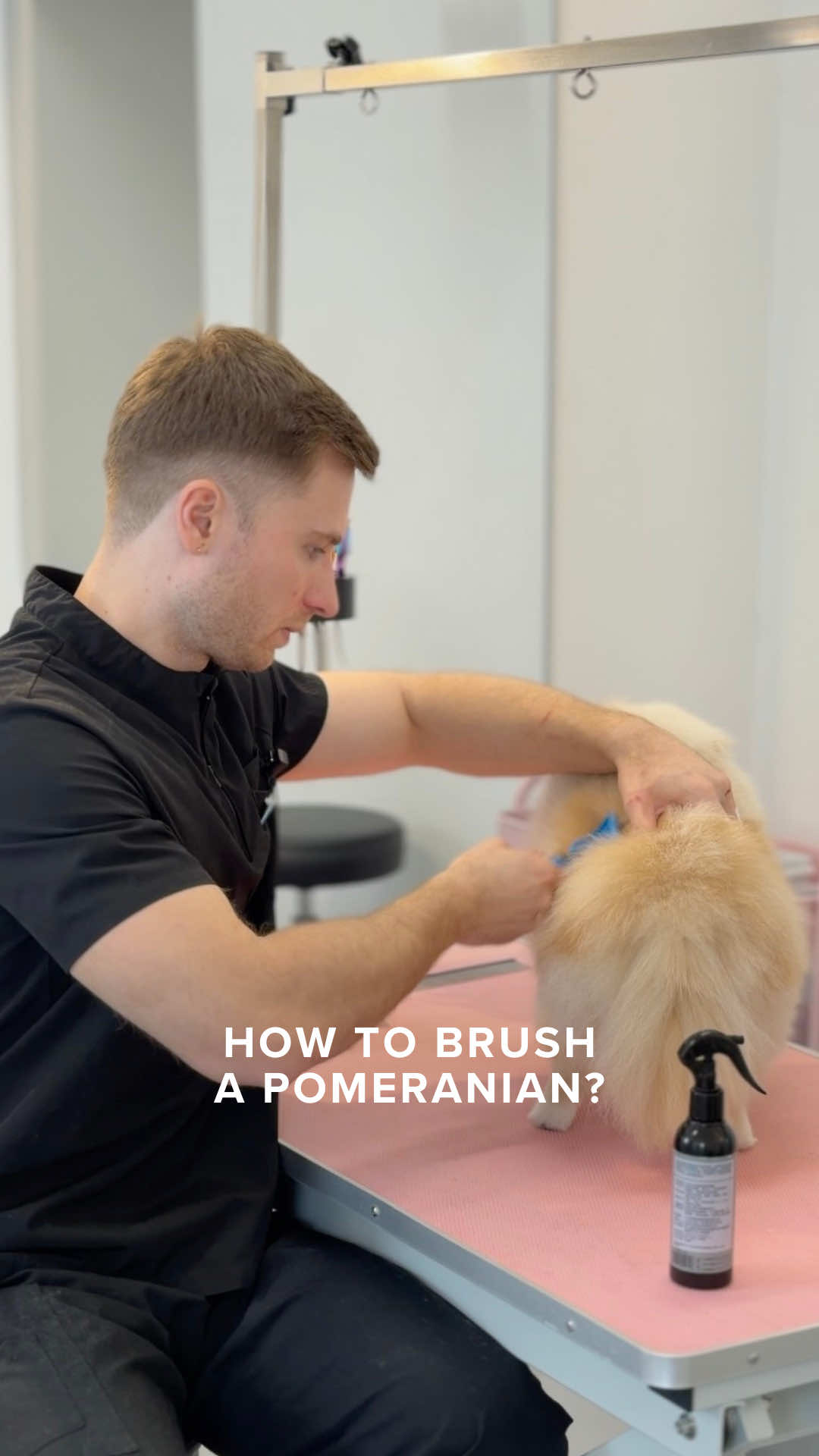 How to properly brush a Pomeranian coat to keep it healthy and free from tangles? Regular brushing helps prevent matting and keeps your dog comfortable between grooming appointments. Have questions? Drop them in the comments 🤍 #pomeranian #spitz #doggrooming #groomingtips #hundesalon  