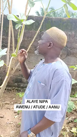 Alaye nipa Awenu,Atude, Aanu, ikorira, kio le ye yin daadaa #spiritualcleansing #goviralvideo #fyp 