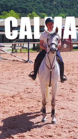 Meet Calma — 6yo Holsteiner mare, 1.70m ✅ Cornet Obolensky × Catoki (yeah… that blood) ✅ Holsteiner studbook + conformation-awarded ✅ Already confirmed at 1.20m ✅ Calm by name, calmer by nature 🧘 Young. Sound. Scopey. Zero drama. She's the one you grow with 📈 📲 Link in bio to try her / DM us #showjumping #holsteiner #horsesoftiktok #cornetobolensky #sporthorse     