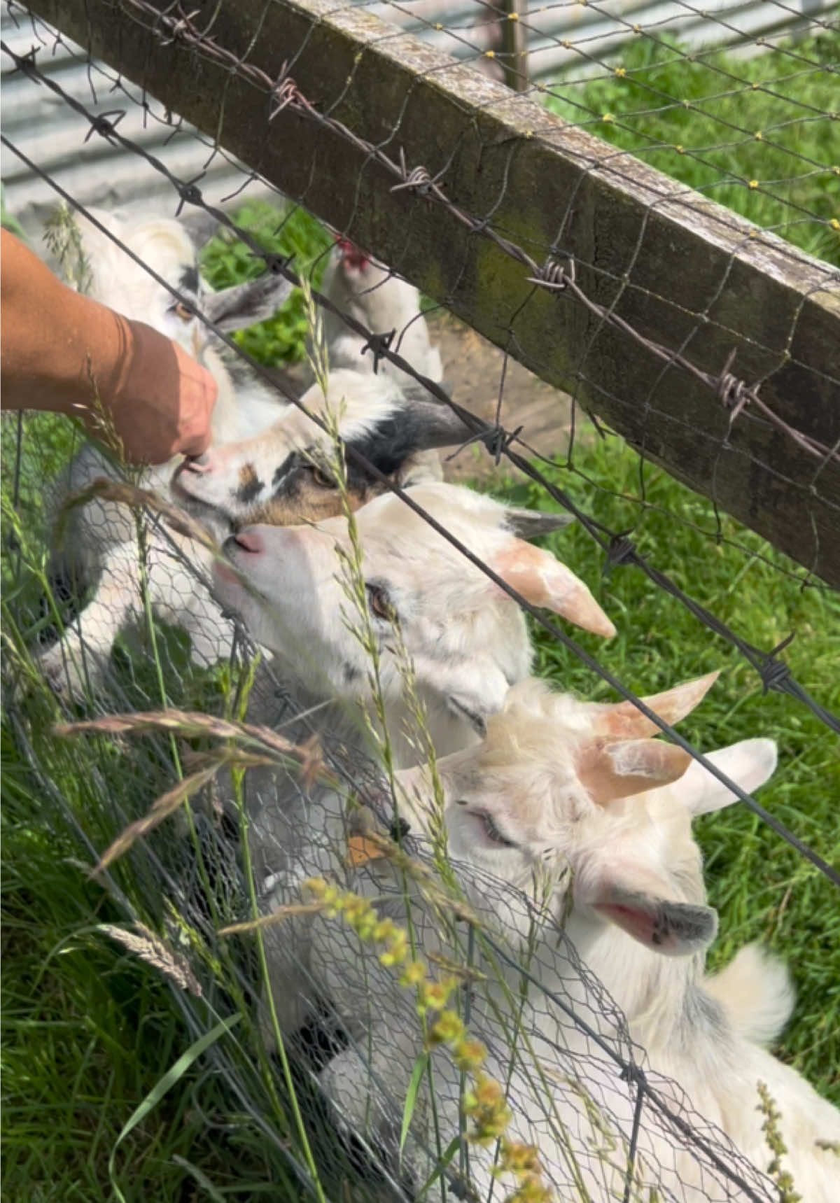 The boys enjoying their last sweet treats together before Casper went off to his new home last weekend! We’re going to miss him so much 💞 p.s spot Brian in the background waiting for the biscuit crumbs 🙈 #pygmygoats #sweettreat #pet #fyp #drumshadepygmygoats 