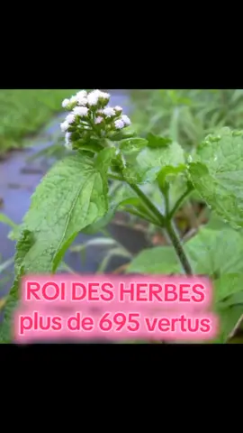 seul la nature sauve #tiktok🇹🇬🇧🇯🇬🇭🇮🇪🇨🇲🇱🇷🇨🇵 