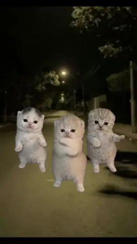 that or that, that that that 🥺 #fypppppppppppppp #cats 