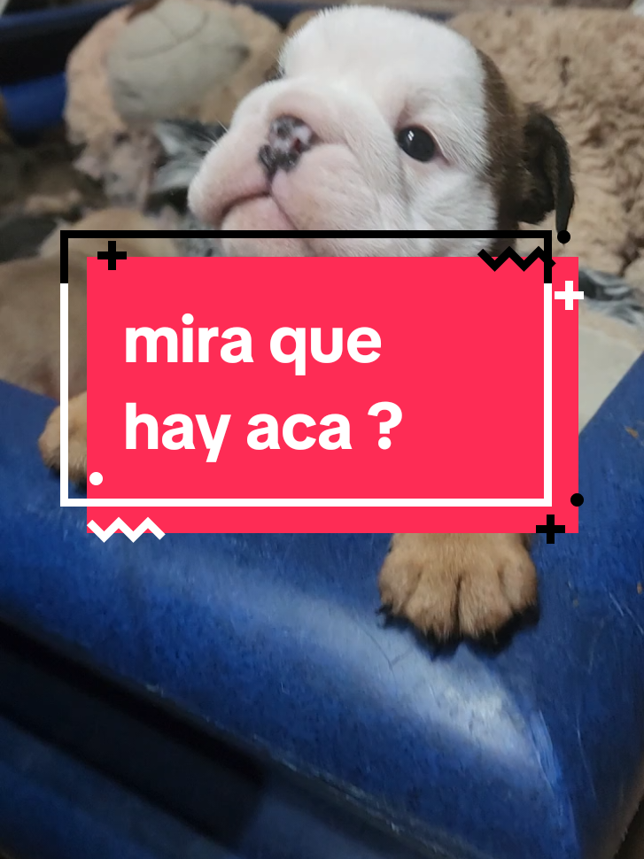 estoy enamorada 😍 💕 de estos bebes bulldog inglés #bulldogingles #bull #paratiiiiiiiiiiiiiiiiiiiiiiiiiiiiiii #familia #bulldogueros 
