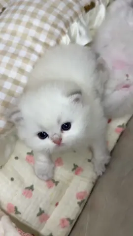 Tiny baby.🤍#kitty #kitten #tiktok #cute #fyp 