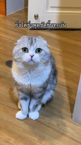 หิวจนต้องพูดอ่ะ #บอมบี้แมวขี้อ้อน #bombiecat #ทาสแมว #สวนสัตว์tiktok #catsoftiktok 
