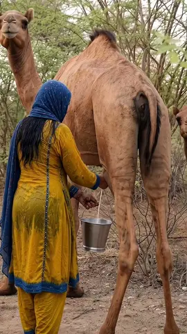 AA jao dhoodh penny waly #cholistan #camelmilk #village #Vlog 