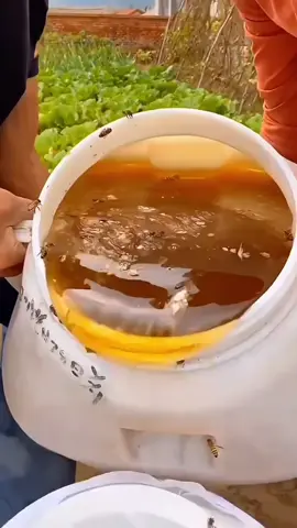 Mồi Ngô Ủ Câu Trắm Chép #cauca #fishing #docauca #phukiencauca #moicauca