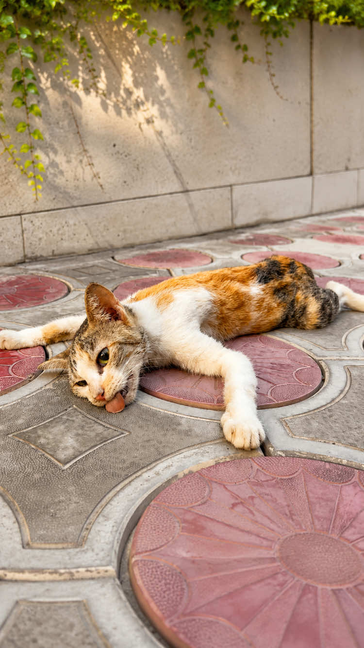 The poor mother cat was unfortunately hit by a car while crossing the road. I saw her and decided to help. After being gently cared for and fed every day, the little cat slowly got back on her feet!#rescuecat #puppy #animalrescue #kitten#dogs 