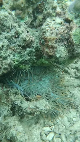 This is how sharp their spines are. If you accidentally step on one, the pain can be intense. That's why it's important to always watch where you step when spearfishing, snorkeling, or exploring the reef. Stay aware, stay safe, and help protect our coral reefs.#OceanAdvocacy #ActForTheOcean #ReefDefenders #StopCoralKillers #advocacy 
