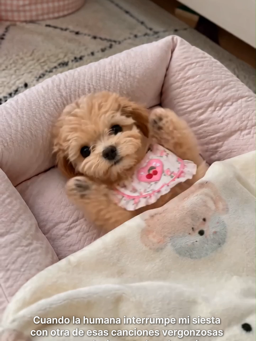 ¿Alguien más tiene una humana que le inventa canciones raras? Help 😭🎤#pets #perros #dog #puppy