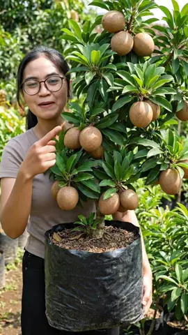 Sawo jumbo cepat berbuah dalam pot #buahlangka #tanamansawo #sawojumbo #fypdongggggggg #buahlangka 