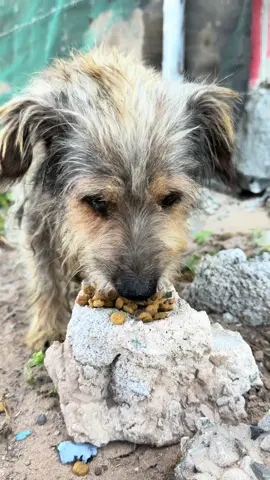 For us, rescue isn’t just about getting dogs off the streets… it’s about showing these pups (and the people following their stories) how to truly live✨🌊🐾 Watching a dog experience joy for the very first time will never get old💗 We first spotted this little guy across the street trying to tear into a bag of trash, desperately searching for his next meal, only to be chased away by a bigger, stronger dog before he could even get a bite🥹💔 We followed him down a dirt road where it was obvious he was terrified of us… but hungry enough to accept a little food. That’s when we scooped him up and promised him he’d never have to go to bed hungry again! We named him Tio because he looked like Bodie’s scruffy little uncle and completely gave off “Tío Borracho” vibes😂🍻 For the first few days, Tio hid under our truck. I told him the world could be beautiful. He just had to trust us, and we would show him! One evening, the sky lit up, we were spinning around under the colors, hooting and hollering, just grateful to be alive… and Tio finally got curious about what all the fuss was about and came trotting across the beach to join us!💕 After that, Tio stopped hiding, and decided to start living! He became Bodie’s little shadow, following him everywhere. Bodie showed him how to dig holes in the sand, chase the waves, relax, play, and simply be a dog! I’ll never forget the first time Tio did a full sprint down the beach🥲🌊 It was EPIC!! We made so many incredible memories together, explored so many beautiful places, and through those experiences, Tio’s confidence grew so much! That’s when we knew he was ready… He flew to Oregon, where his forever family picked up right where we left off and the world had finally become the beautiful place we’d promised him it could be🥹✨