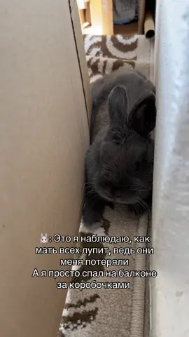 Когда нибудь теряли своего любимого Ушастика? Пишите в комментариях🤗 Наш тг: sir_pusik там вы найдете какие травы и веточки можно кроликам и не только это❤️🐰#rabbit #кролик #домашниепитомцы #рек #смешно 