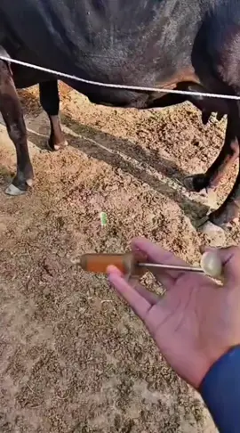 IM injection in Cow#farming #veterinarian #care #cattle#alhamdulillahforeverything