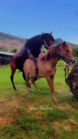 The horse breeding secret nobody tells you 🐎 Watch till the end, then comment your reaction. 🐎 Horse Breeding Documentary | Educational Content  This documentary explores horse breeding, equine reproduction, breeding management, genetics, and veterinary science for educational purposes. The video documents real-life animal husbandry practices to help viewers better understand equine biology, responsible breeding, and modern farm management.  📚 Learn something new about horses by watching until the end.  #HorseBreeding  #tiktokgrowthchallenge  #stallion  #horses  #bloodlines 