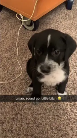Tiny paws big hearts and unlimited chaos 🐶❤️ #CutePuppies #PuppyLove #FunnyDogs #PetHumor #TooCute