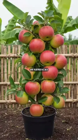 Ever tried growing a dwarf apple tree using an egg and aloe vera? Let's see if this viral trick actually works. #gardening101 #PlantTok #farmhacks #farmlife #fyp 