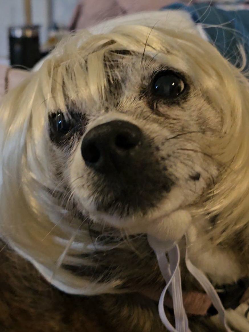 Apparently,  Karen is Kali's alter ego😂😂😂 And Kaleb is channeling Andy Warhol 🥫🤪 Meanwhile, I'm just cracking up at this silly wig🤣🤣🤣 Got a pet? Have more whimsy in your daily interactions with them 😅🐾 #Wig #GettingWiggyWithIt #DogMom #TikTokShop #Whimsy 
