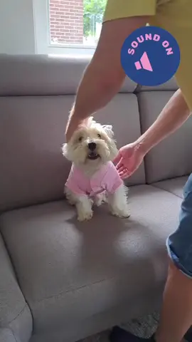 #doglover #fyppppppppppppppppppppppp #WestHighlandTerrier #dogsoftiktok 