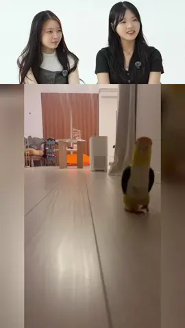 Koreans react to cute animals