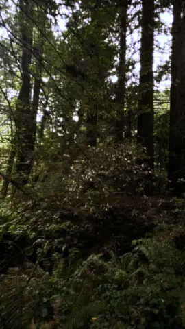 #forest #camera #trees