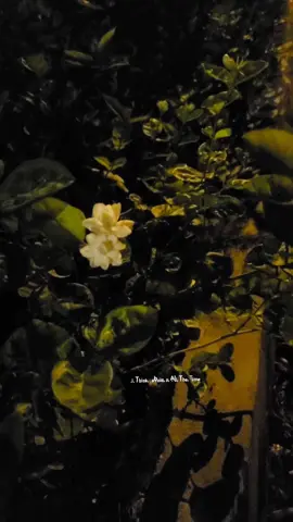---- Naam ---#foryou #onthisday #fypシ゚ 