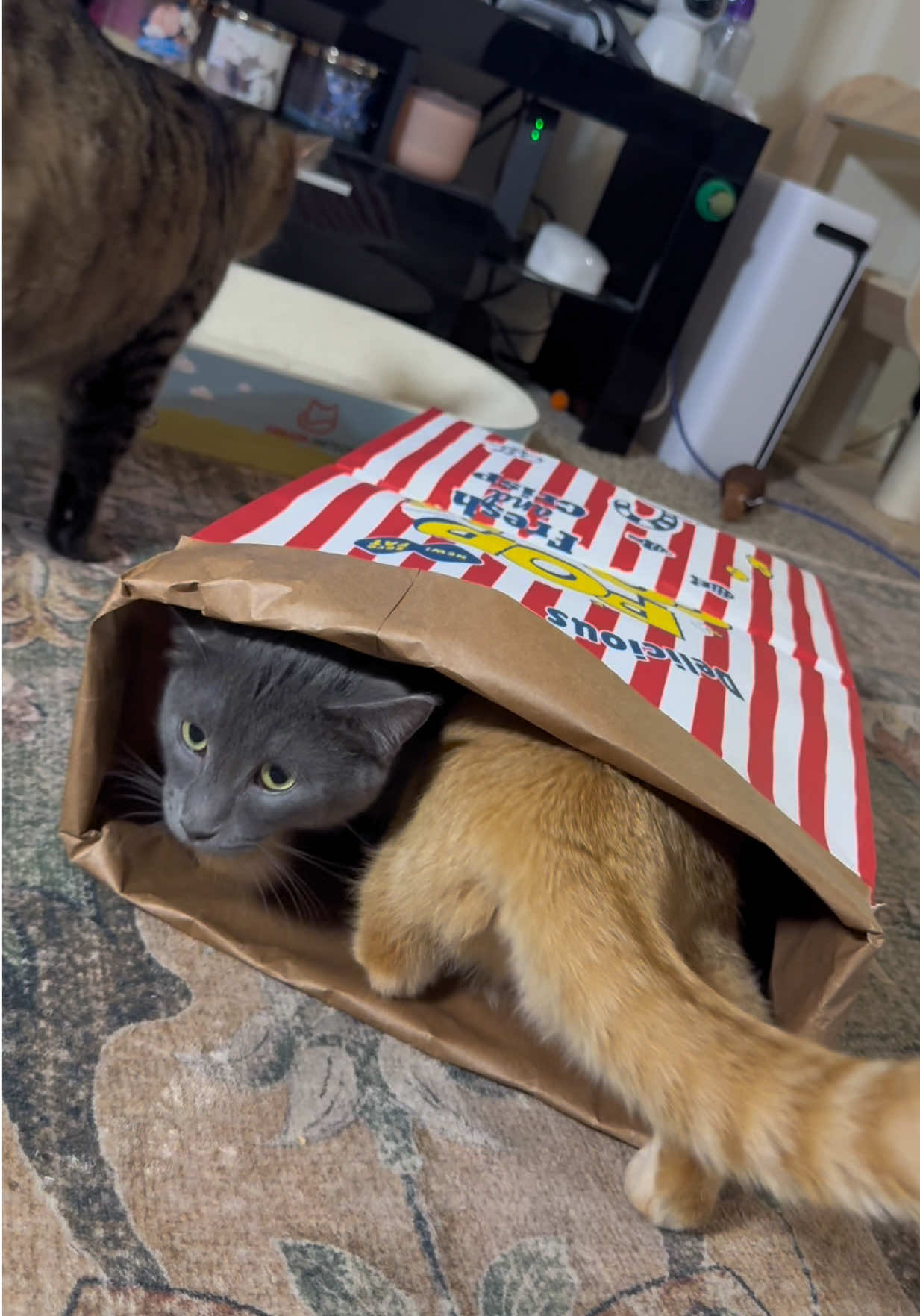 A bag hates to see my cats coming 🍿🐱 #cats #catsoftiktok #catlover #cattok #PetsOfTikTok 