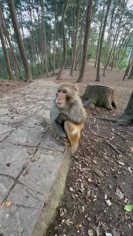 As the sun rises, I climb the hill and sing my song😁#monkey #lovemonkey #funny #fyp #foryou 