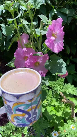 #مساءالورد☕️❤️🌺#يومياتي🦋 #تصويري♥️😍🌺 #حديقتي🥰♥️🌺 #الحمدلله_دائماً_وابدا 