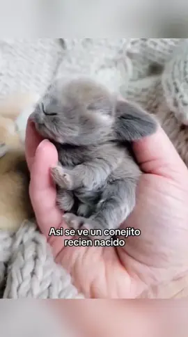Buenos días #wholesome #animales #mascotas #naturaleza #fyp 