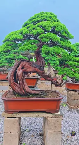 Bonsai 