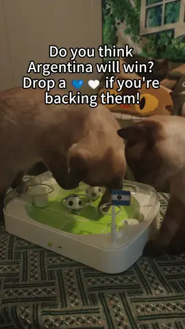 Vamos! 🇦🇷 #fifaworldcup2026 #Soccer #cat #cattoys #catsoftiktok 