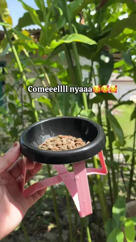 Mangkok kucing untuk makanan anak bulus kesayangan