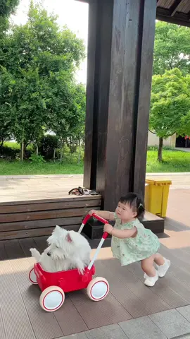 🐶❤️ Đôi bạn thân luôn có nhau #embedangyeu #dethuong #doglover #cutemoments #xuhuong 